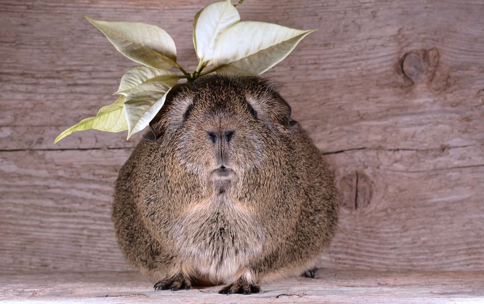 Hamster